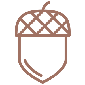 Acorn Acorn