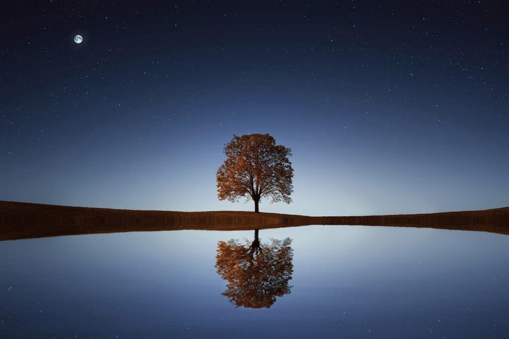 Night scene with a leafy tree reflected on a calm lake. A full moon is visible on an inky sky.
